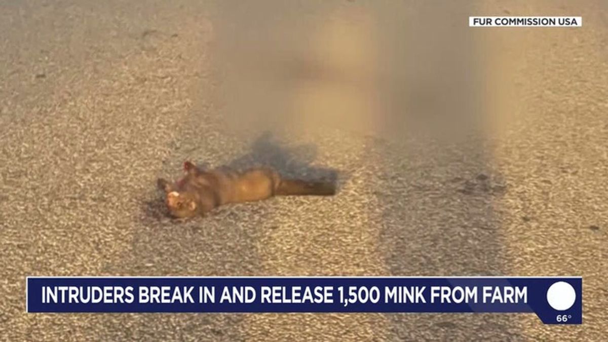 Intruders break into mink farm, release about 1,500 | Haystack News