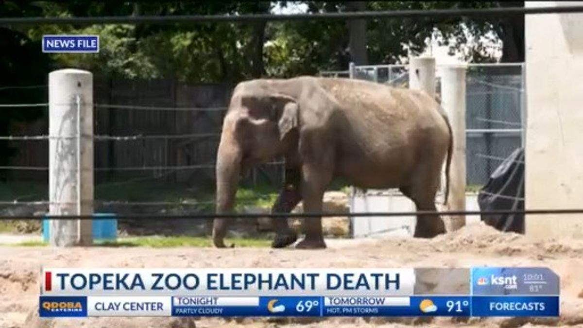 Topeka Zoo mourns loss of beloved African elephant Tembo | Haystack News