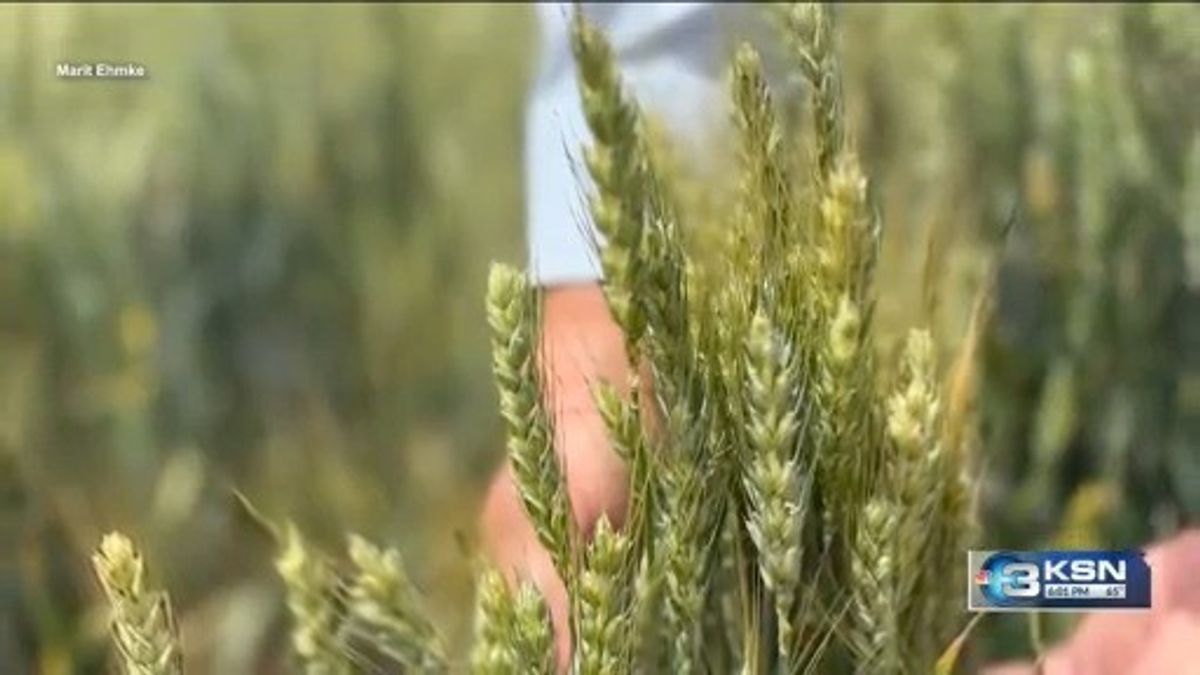 Deepening drought, rising costs put Kansas wheat farmers between a rock ...