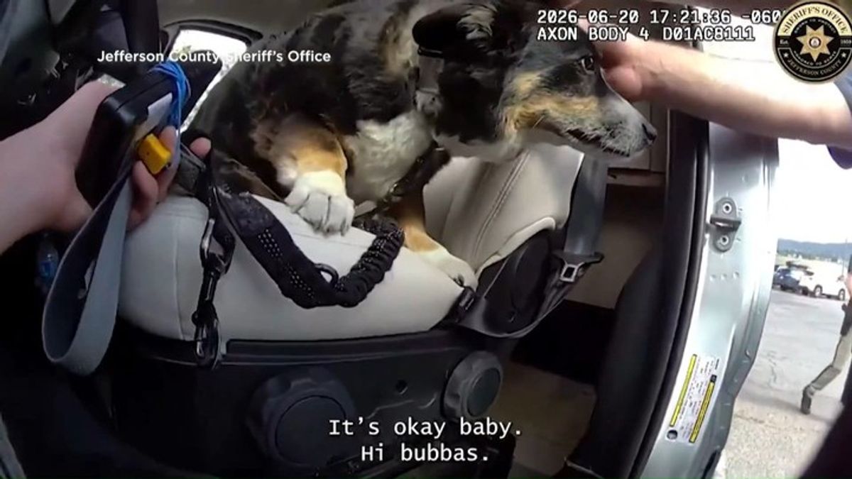 Bodycam footage reveals the rescue of a dog in a locked car | Haystack News