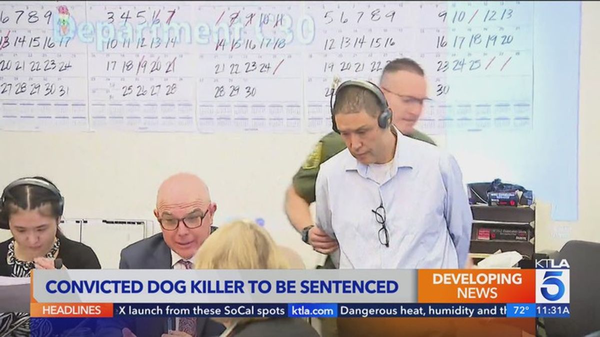 Irvine dog trainer sentenced in deaths of 11 dogs | Haystack News