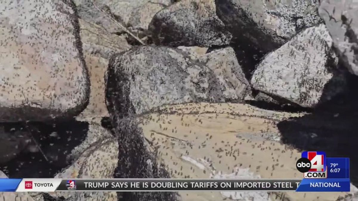 Brine Flies make their home at the Great Salt Lake | Haystack News