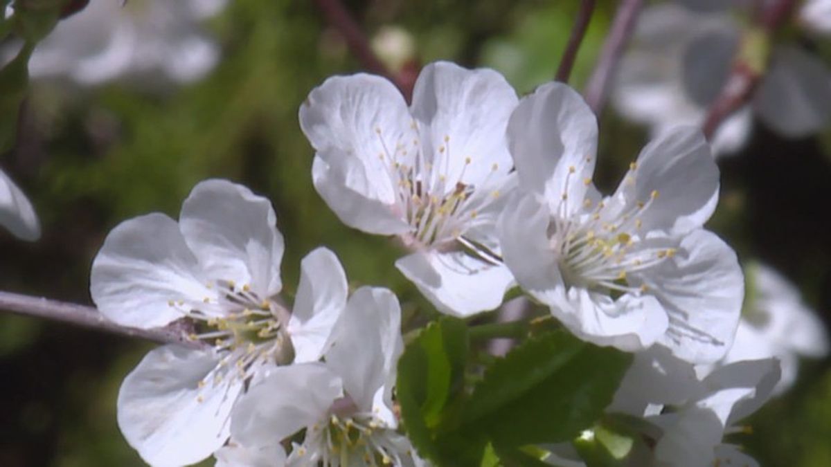 What the incoming freeze could mean for fruit trees that bloomed early ...
