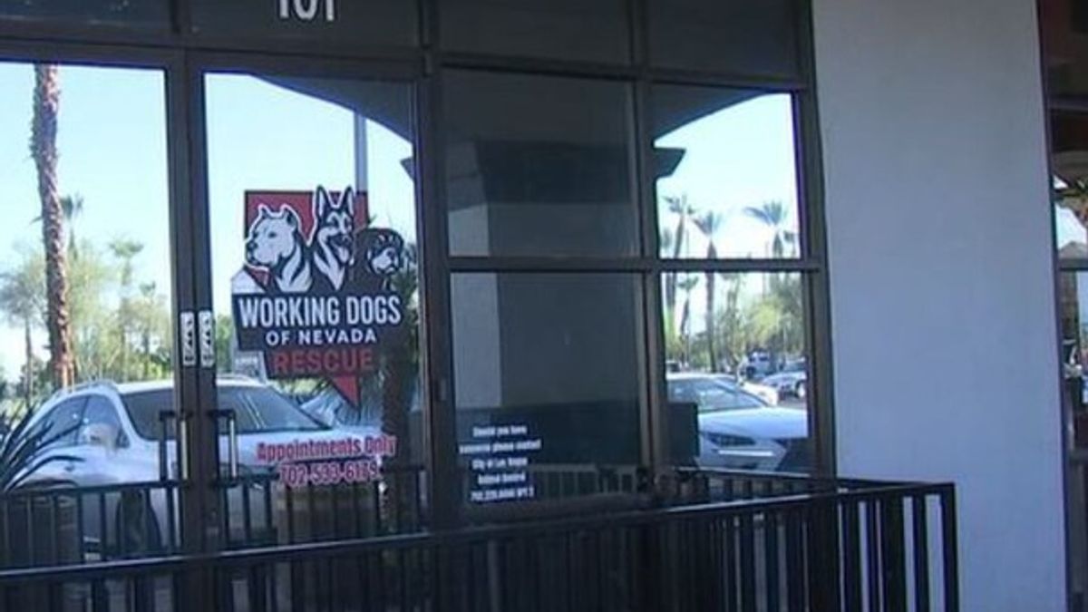 2 arrested after more than 50 dogs confiscated in two separate animal ...