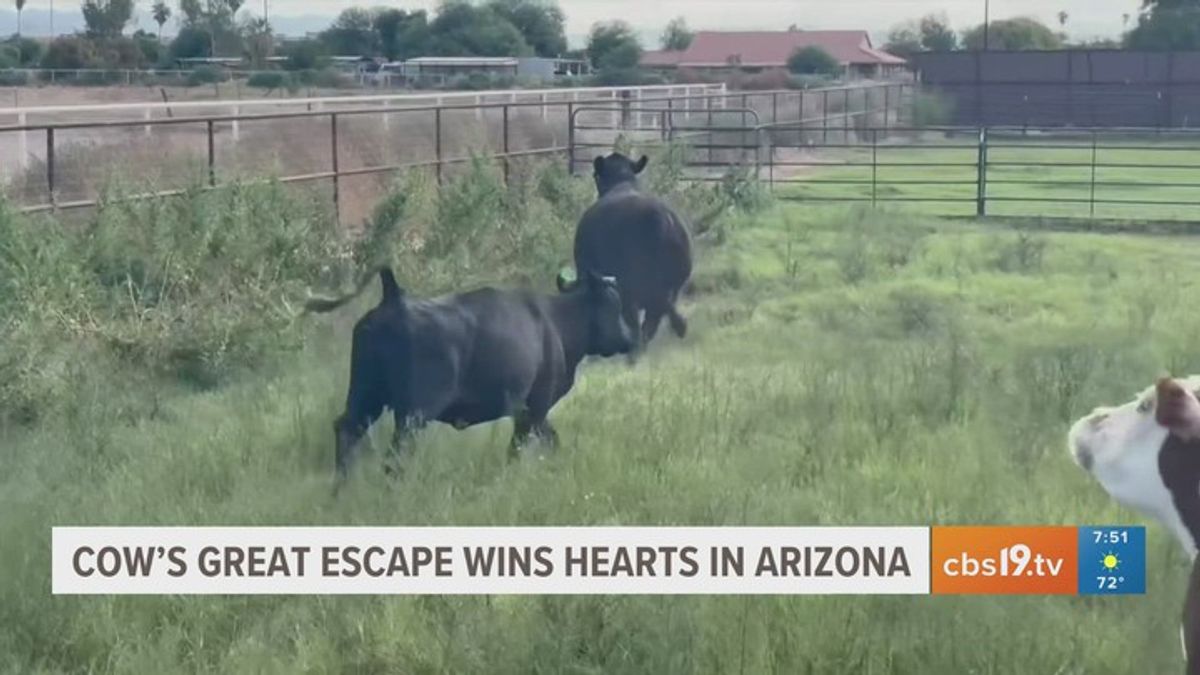 Cow's great escape wins hearts in Arizona | Haystack News
