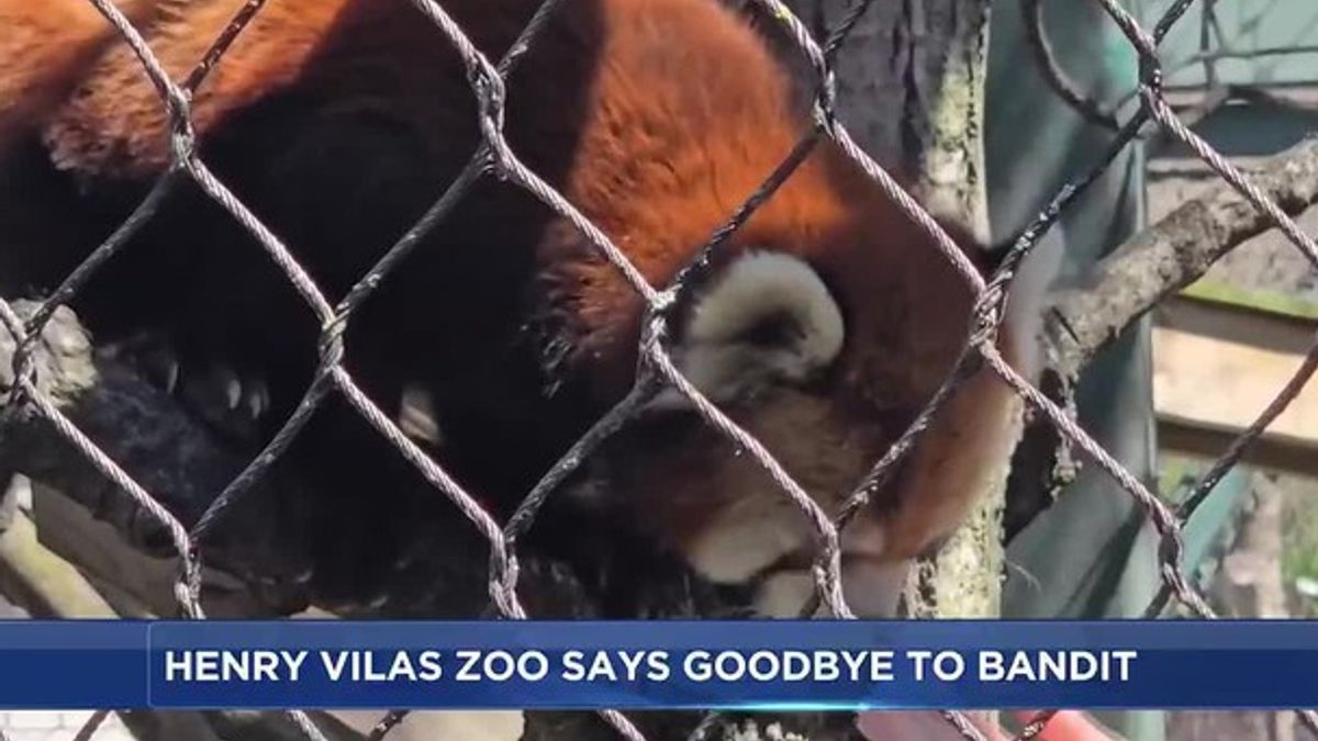 Henry Vilas Zoo bids farewell to Bandit the red panda | Haystack News