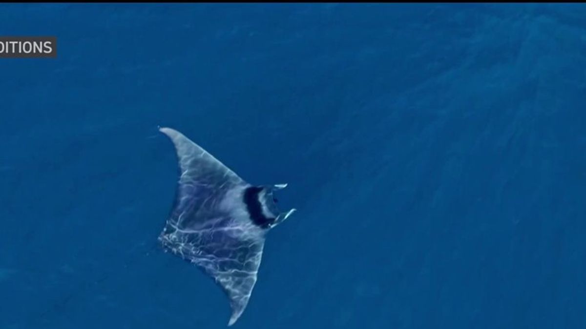 Rare manta ray spotted off San Diego coast | Haystack News