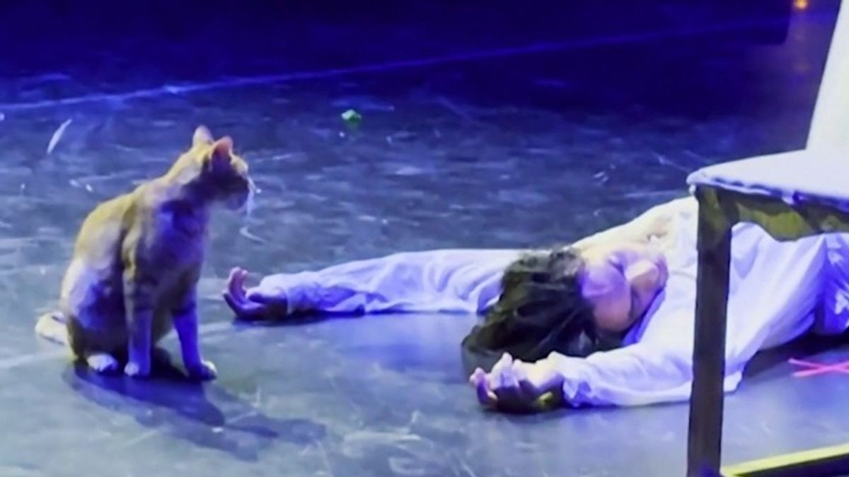 Cat Crashes Actor’s Death Scene in ‘Romeo & Juliet’ Performance ...