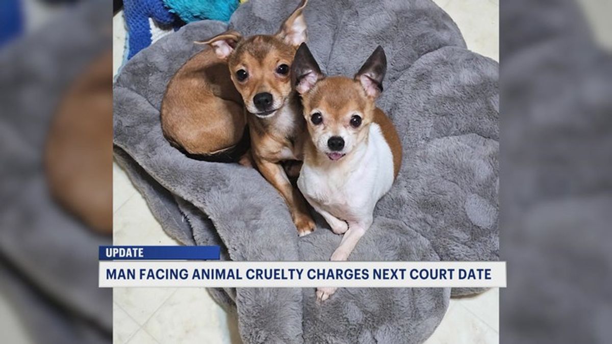 Sussex County dog dumping suspect appears in court as rescuers push for ...