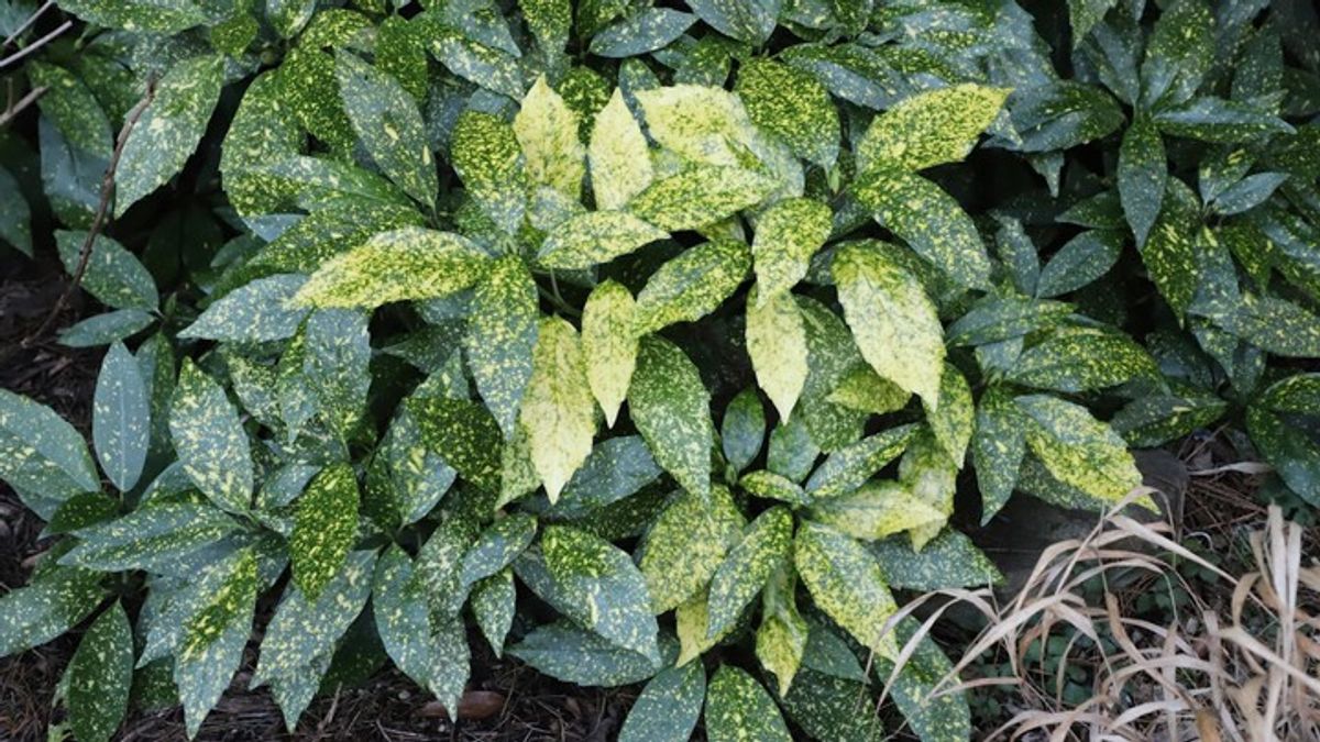 Now is the best time to plant trees and shrubs in your garden. Here's ...