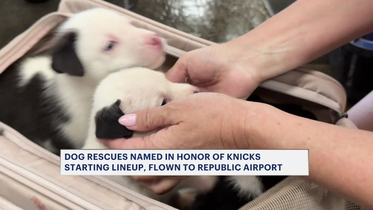 Meet Jalen, Bridges, OG, Hart and KAT: Rescue puppies named after NY ...