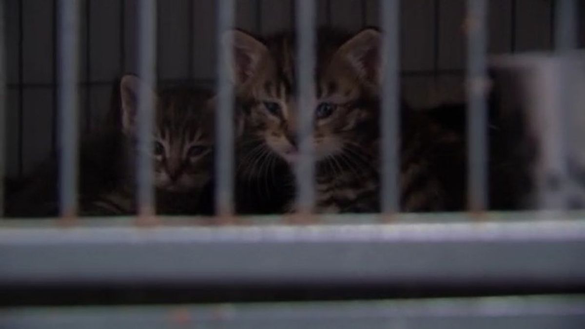 About 80 cats, kittens rescued from overrun Dickson County property ...