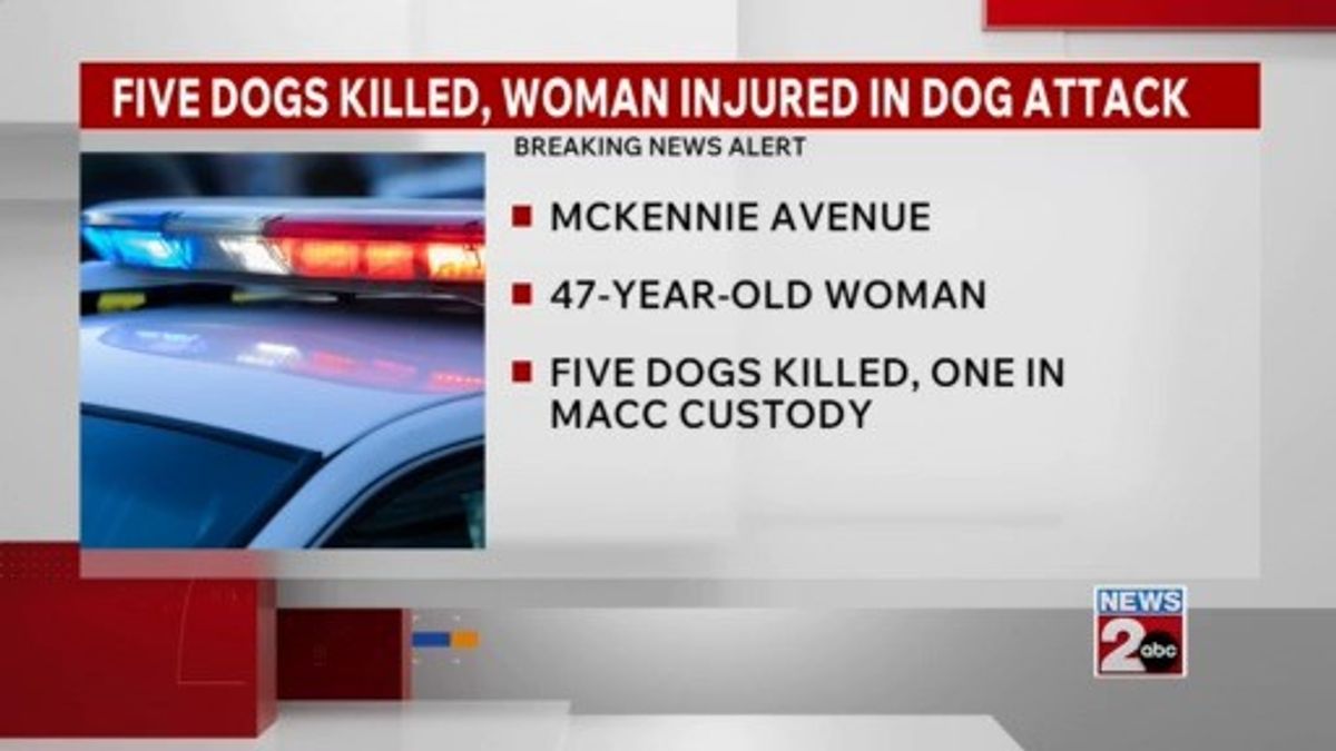 5 dogs killed after woman injured in dog attack | Haystack News