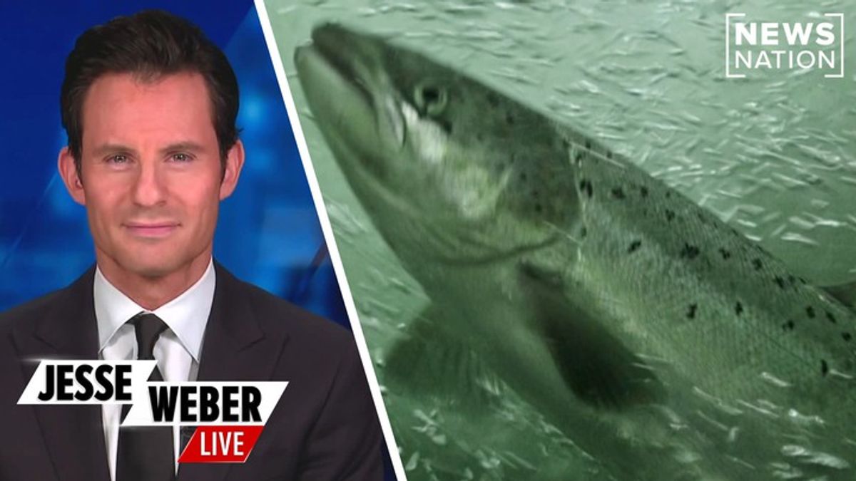 Coked-up salmon swim further than clean salmon in new viral study ...