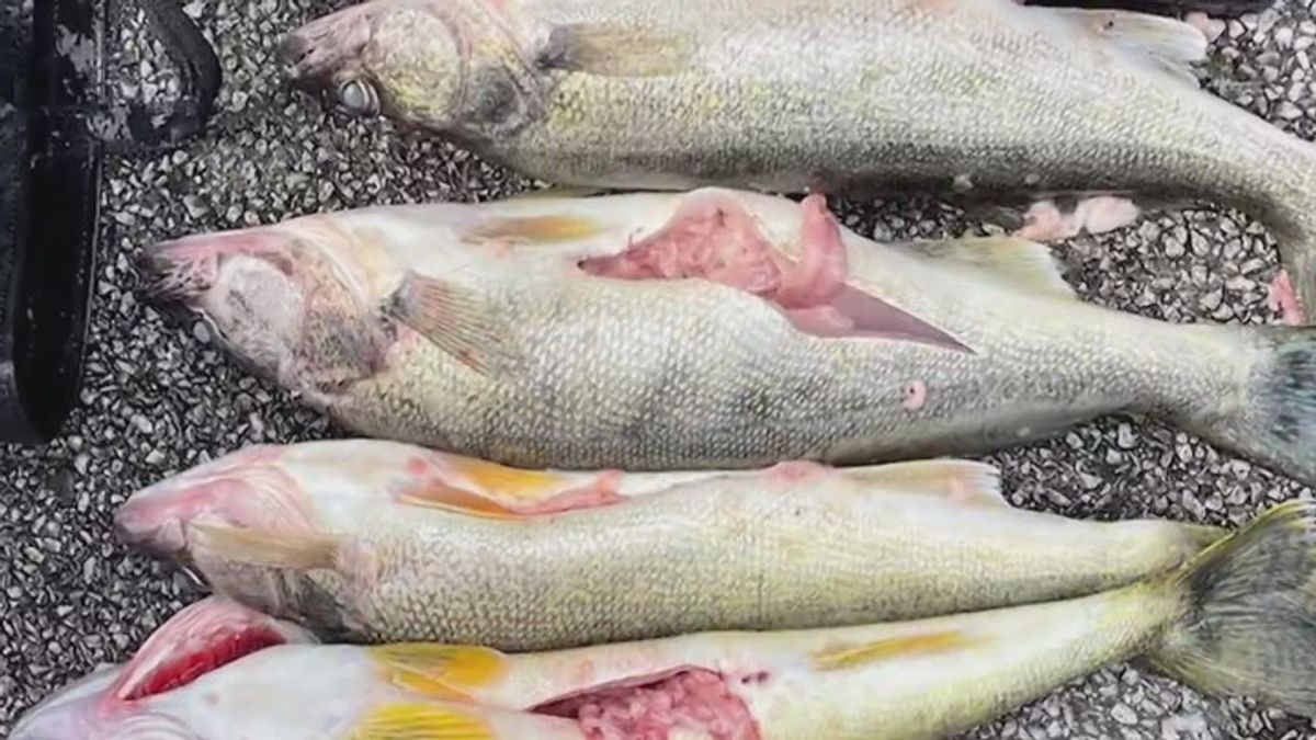 Cheating scandal rocks competitive fishing world; Criminal charges ...