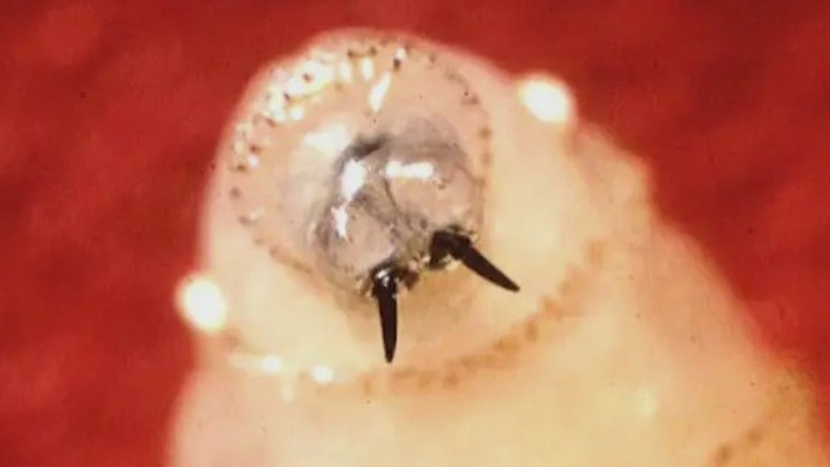 US urges Mexico to prevent ‘screwworm’ parasite from crossing border ...