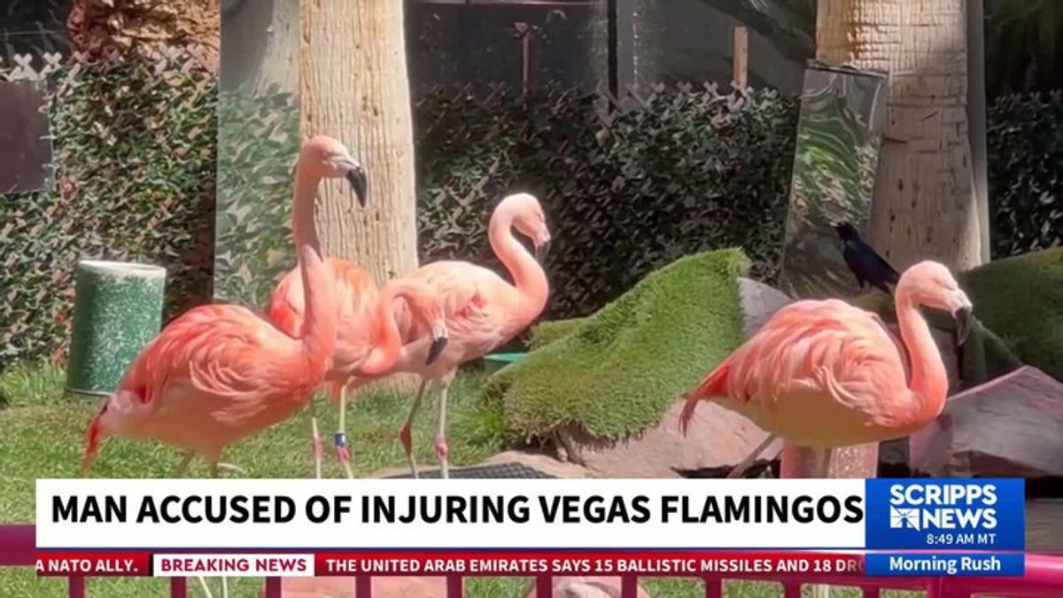 Man charged with animal cruelty after allegedly grabbing and injuring ...