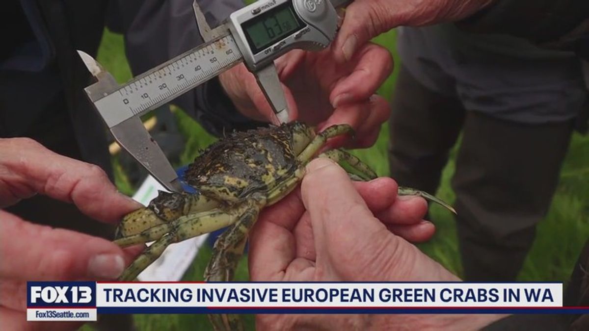 Tracking invasive green crabs in WA | Haystack News
