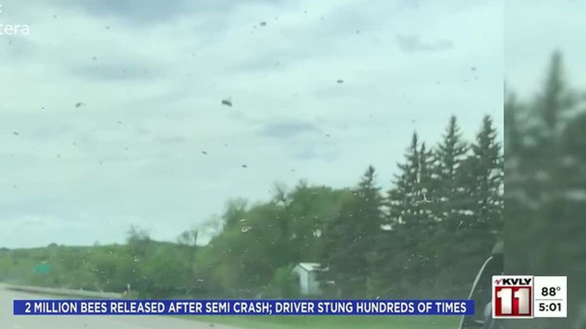 Nearly 2 million bees released after semi crash on I-94; driver stung ...