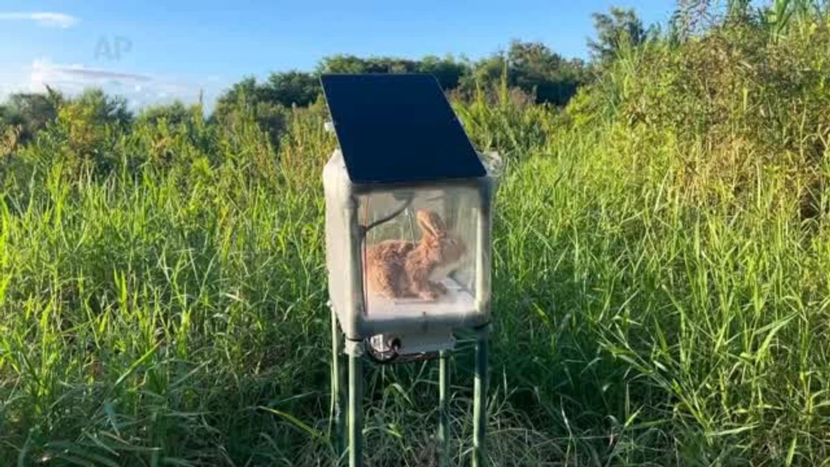 Robot rabbits the latest tool in Florida battle to control invasive ...