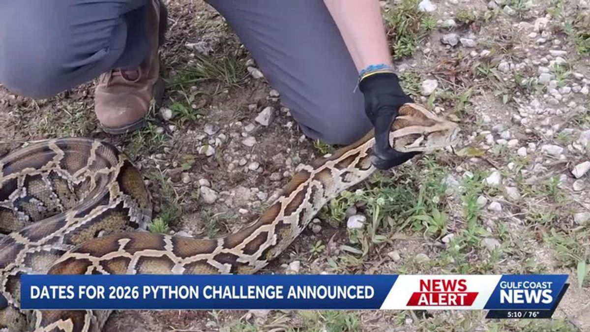2026 Florida Python Challenge returns with $25K in prizes | Haystack News