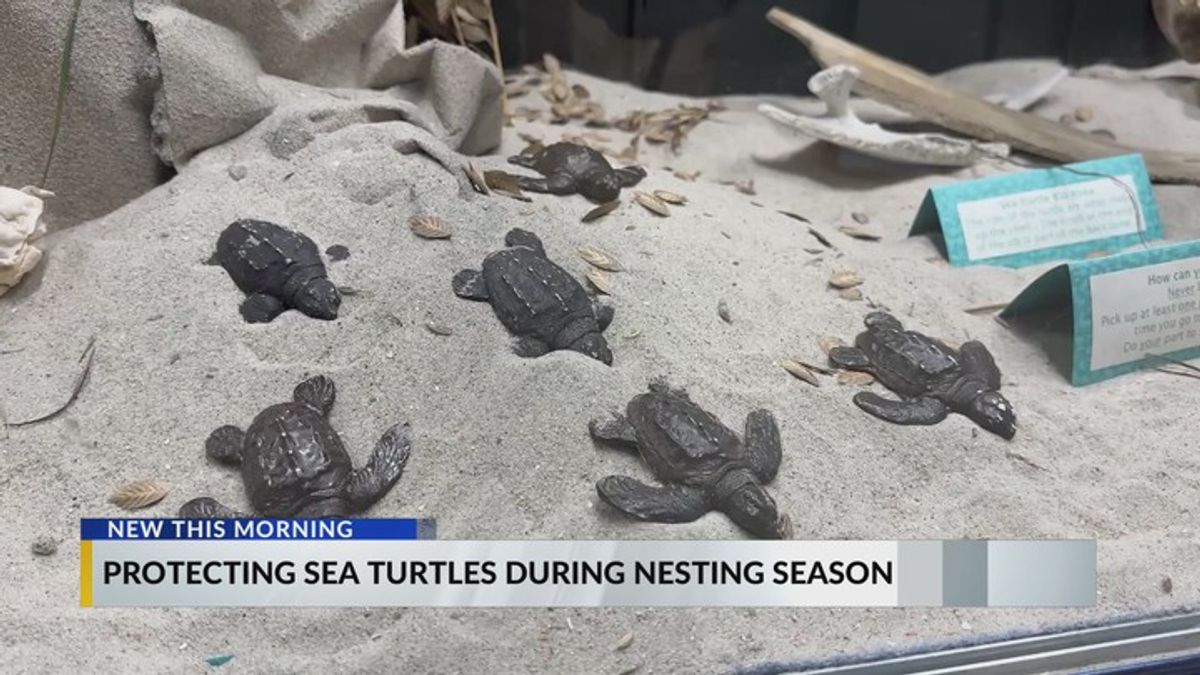 How to help protect South Carolina's sea turtles during nesting season ...