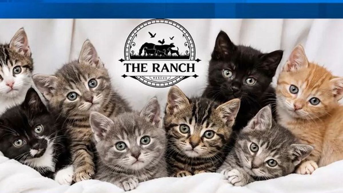 Lake City non-profit to give update on disappearance of several cats ...