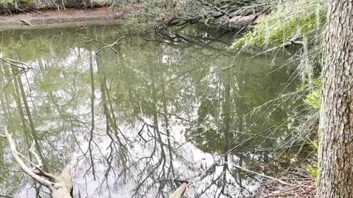 Florida DOH issues health alert for harmful blue-green algae in pond at ...