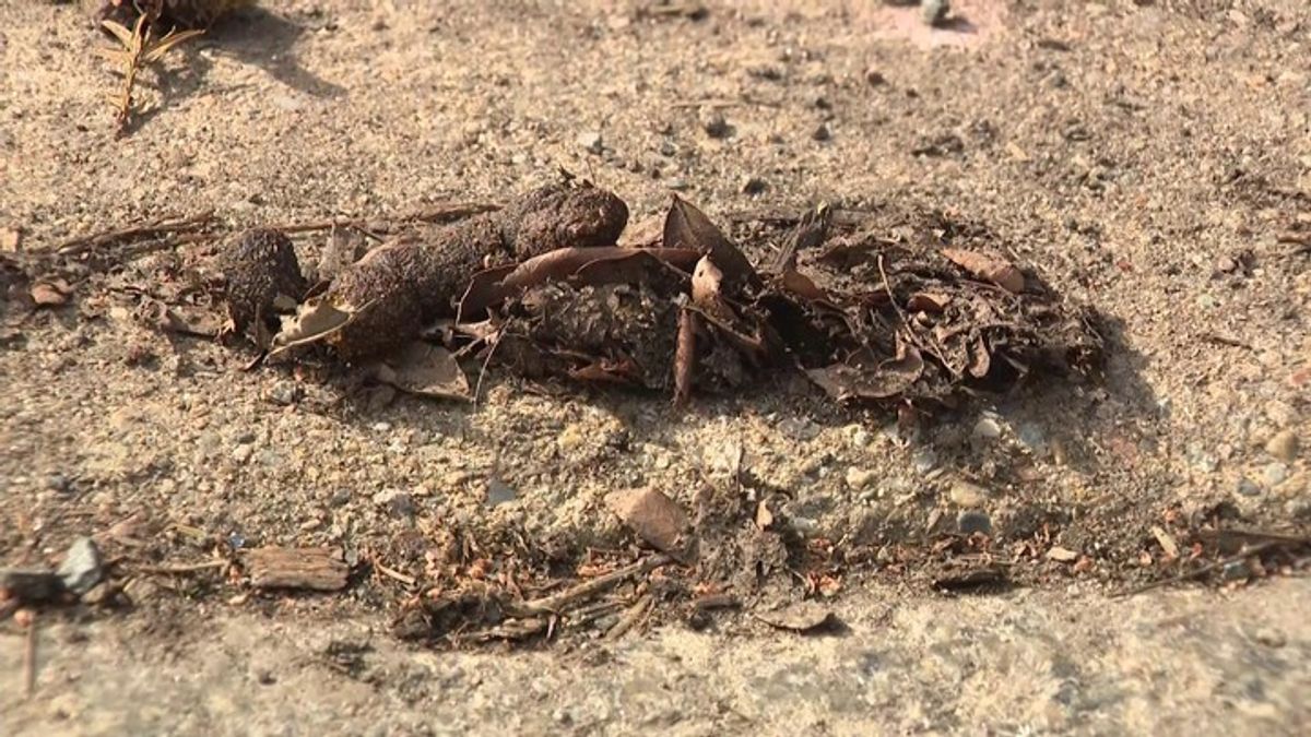 'Poop everywhere': Big thaw reveals trash, dog waste littering Boston ...