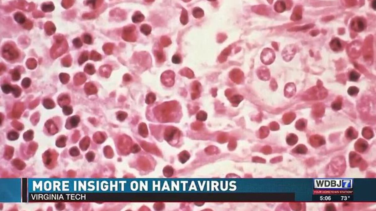 Virginia Tech Offers Insight into Hantavirus | Haystack News