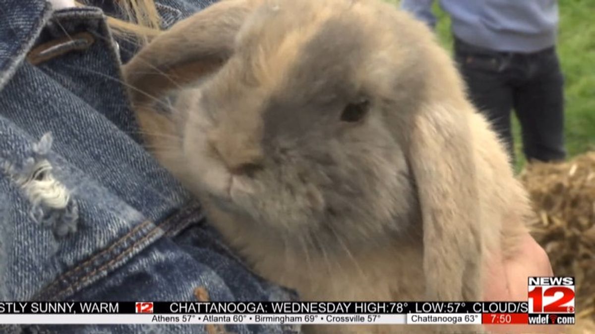 Chattanooga Zoo invites families to annual Hug a Bunny Day | Haystack News