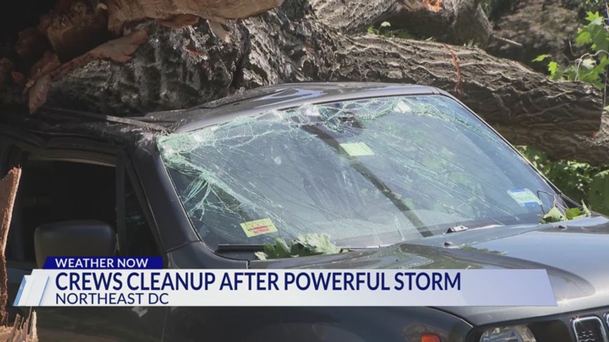 Crews work to clear downed trees after powerful storms rip across the ...