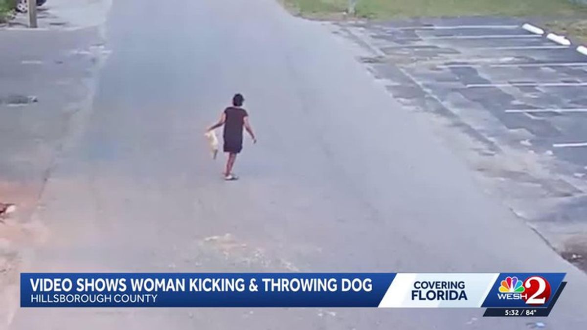 Disturbing video shows Florida woman throwing and kicking a dog ...