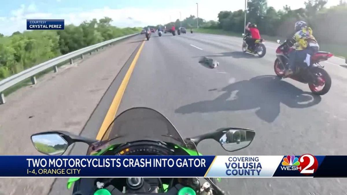 Gator on Florida highway causes motorcycle riders to crash | Haystack News