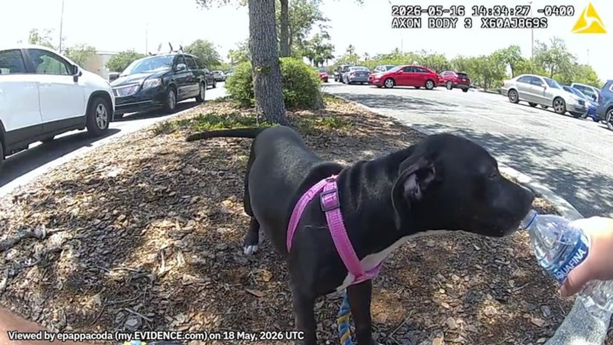 Woman arrested after leaving puppy in hot car at Florida shopping ...