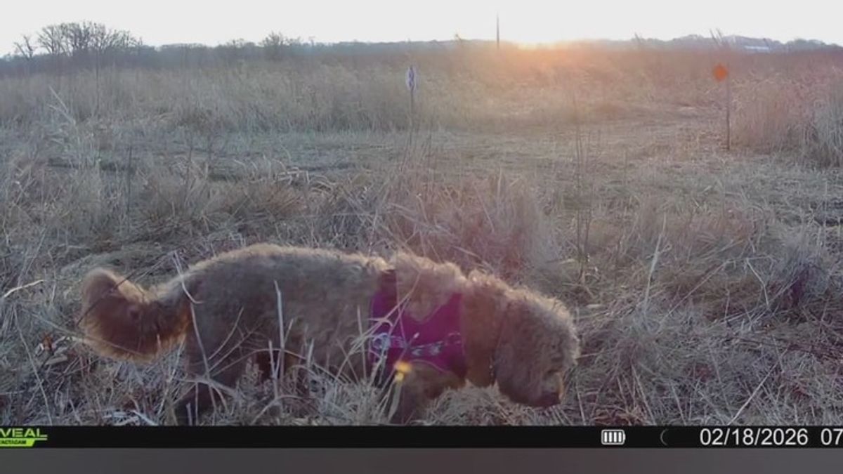 Drone technology helps reunite family with missing labradoodle ...