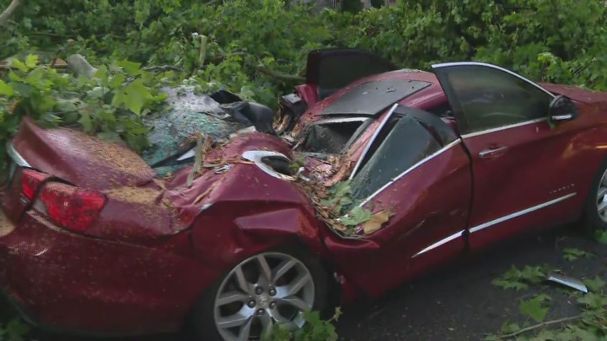 Intense winds bring down trees on South Side | Haystack News