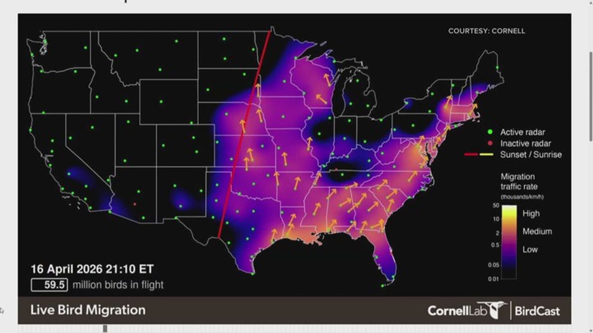 Cornell's BirdCast map shows bird migration activity | Haystack News