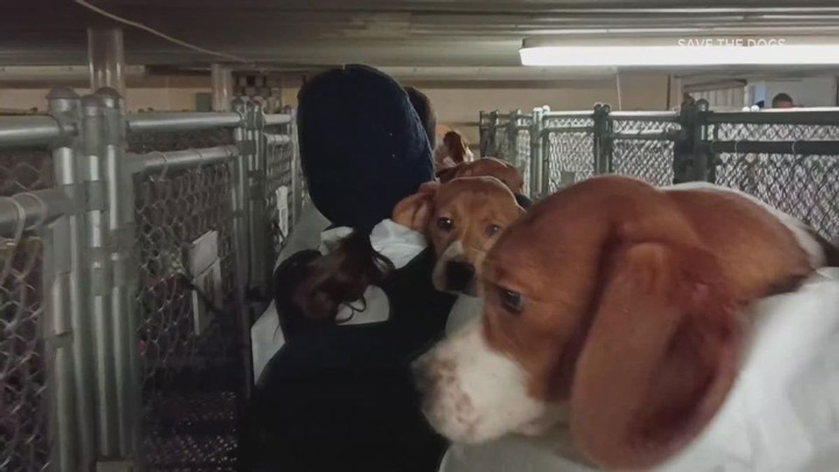 Animal testing facility shut down after several protests and rescue ...