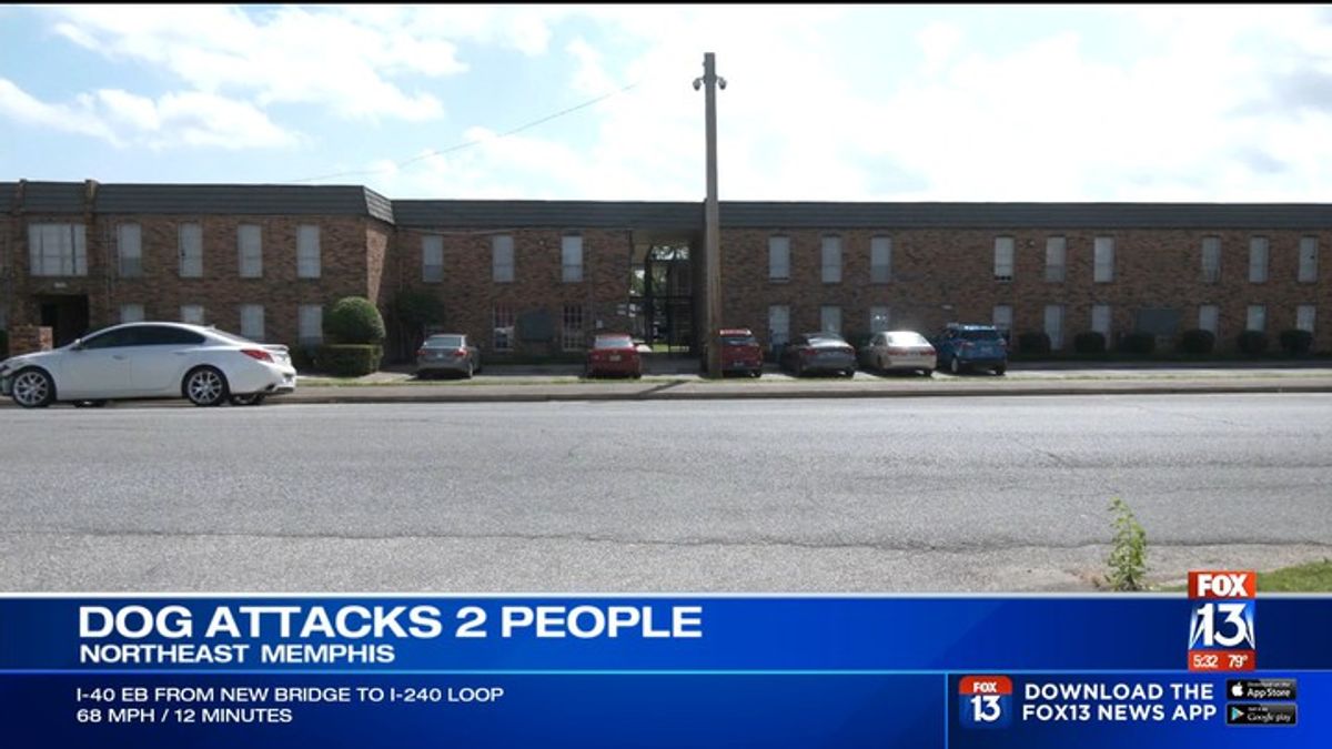 Pit bull on the loose after biting, injuring 2, avoiding police gunfire ...