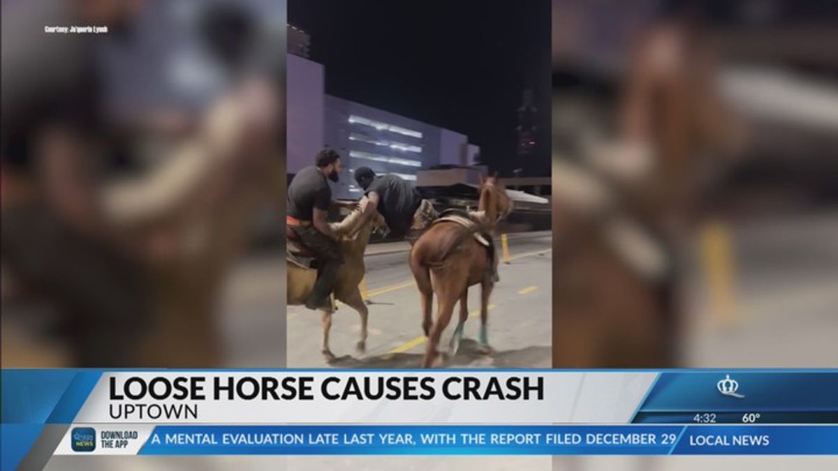 Viral video shows horse on the loose getting hit by a car in uptown ...