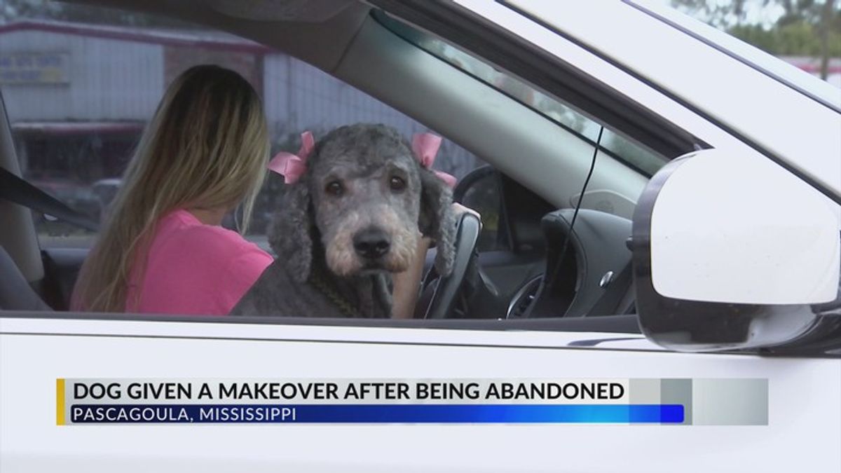 Rescued and groomed: Whoopi the Doodle's new beginning | Haystack News