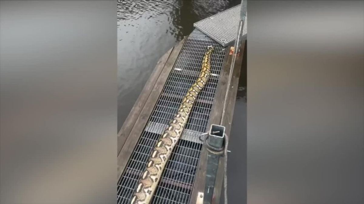 14-foot python found in Baltimore’s Gwynns Falls | Haystack News