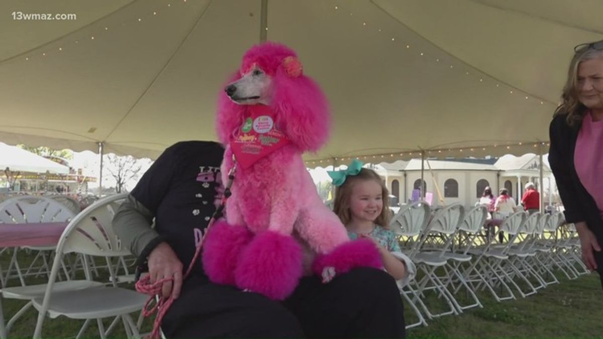 Maconites celebrate, Downtown turns pink as International Cherry ...