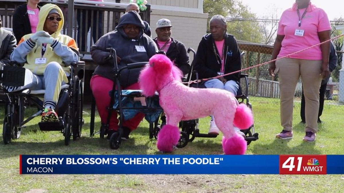 Macon’s famous pink poodle draws crowds during Cherry Blossom Festival ...