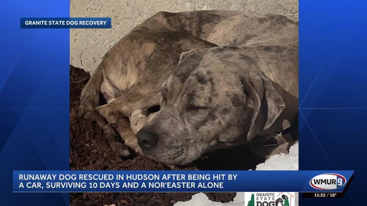 Runaway dog rescued in Hudson after being hit by a car, surviving 10 ...