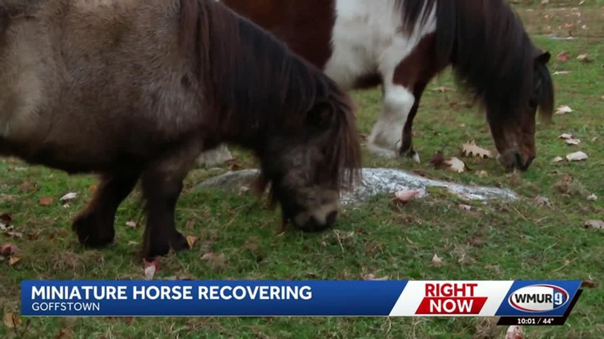 Miniature horse recovering after dog attack, owner says | Haystack News