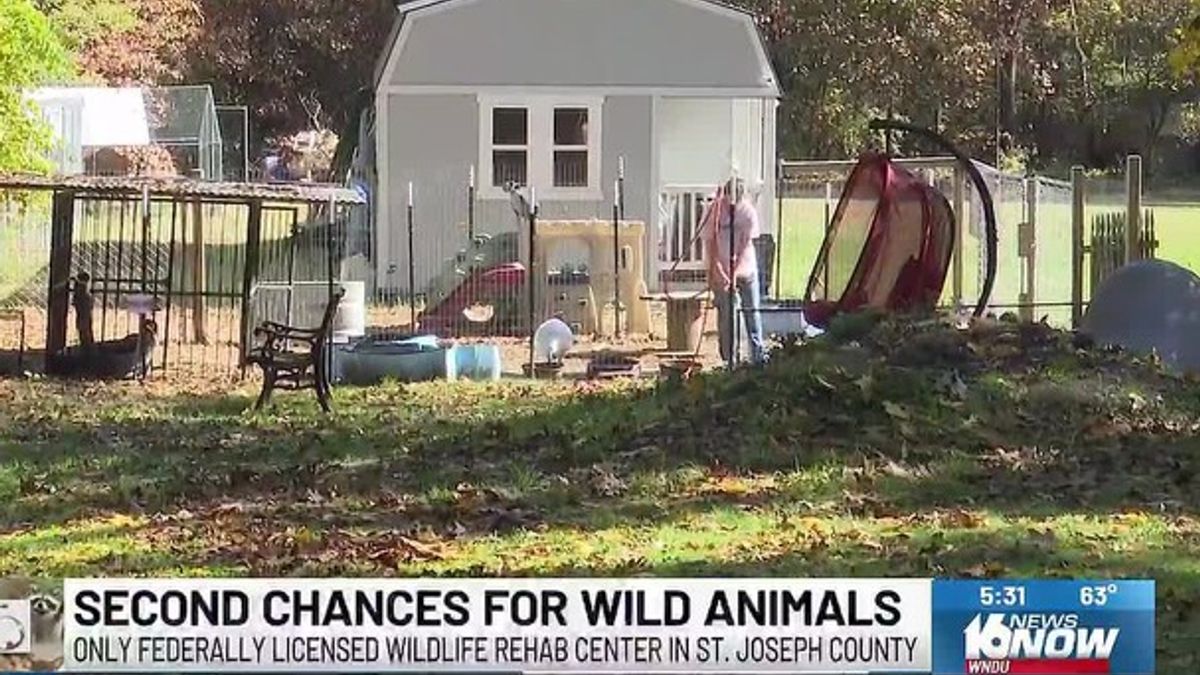 Rescue Release Repeat gives animals a second chance | Haystack News