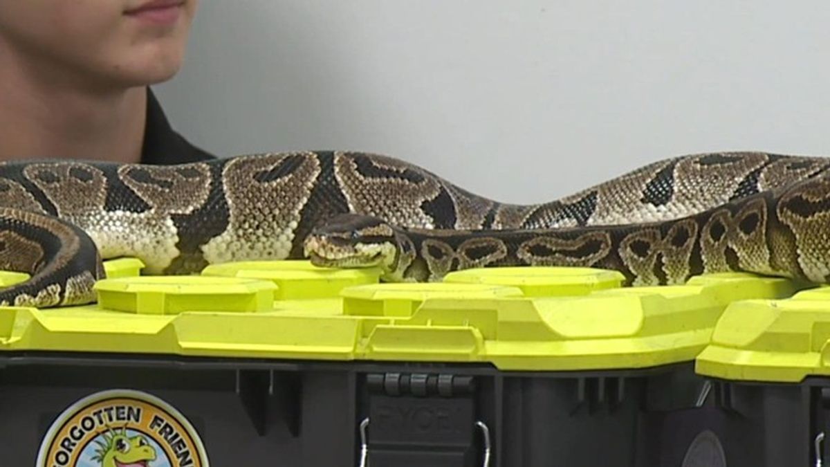 Lebanon County man discovers 5-ft-long python under the hood of his ...