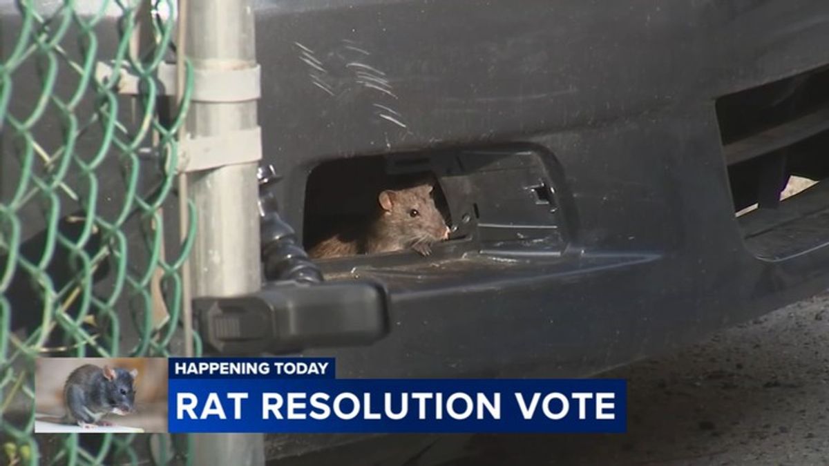 City Council passes resolution to treat Philly's rat infestation as ...